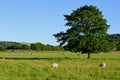 Sheep and Countryside in Evening Sunlight, Conistone, Wharfedale, Yorkshire Dales, England, UK Royalty Free Stock Photo