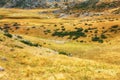 Sheep in countryside Macedonia Royalty Free Stock Photo