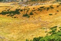 Sheep in countryside Macedonia Royalty Free Stock Photo