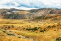 Sheep in countryside Macedonia Royalty Free Stock Photo