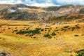 Sheep in countryside Macedonia Royalty Free Stock Photo