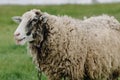 Sheep in the countryside. Sheep is chewing grass. Sheep is posing for the camera. Lovely lambs. Royalty Free Stock Photo