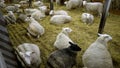 The sheep lies in the straw inside the barn. Sheep in a covered wagon, private village club. The lambs in the barn lie Royalty Free Stock Photo