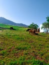 Sheep and cows graze on the grass Royalty Free Stock Photo