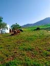 Sheep and cows graze on the grass Royalty Free Stock Photo