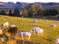 Sheep @ Crookham, Northumberland, England. Royalty Free Stock Photo