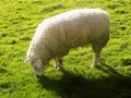 Sheep at Crookham, Northumberland, England