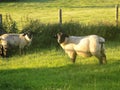 Sheep @ Crookham, Northumberland, England. Royalty Free Stock Photo