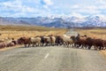 Sheep cross the road