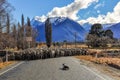 Sheep crossing the bridge in Glenorchy, New Zealand Royalty Free Stock Photo