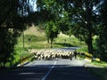 Sheep crossing country road