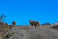 Sheep crossing dirt road in countryside area, New Zealand Royalty Free Stock Photo