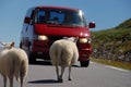 Sheep crossing Norwegian road