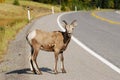 Sheep crossing road