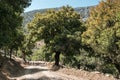 Sheep crossing the trail to Rouvas Gorge, Crete Royalty Free Stock Photo