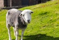 Sheep curious stare at camera Royalty Free Stock Photo