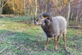 Sheep with curled horns in the forest of Borger