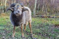 Sheep with curled horns on the moors of Borger