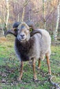 Sheep with curled horns on the moors of Borger