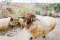 Sheep with curve horns looking at camera. Closeup sheep muzzle outdoors Royalty Free Stock Photo