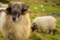Sheep with Curved Horns and Wavy Wool in a Green Mountainous Landscape Royalty Free Stock Photo