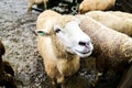 Sheep Royalty Free Stock Photo