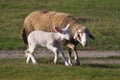 Sheep and cute white lamb is runing Royalty Free Stock Photo