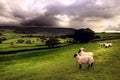 Sheep in a Dales landscape