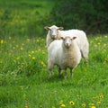 Sheep in dandelion field Royalty Free Stock Photo