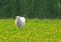 Sheep in dandelion field Royalty Free Stock Photo