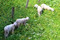 Sheep in dandelion field Royalty Free Stock Photo