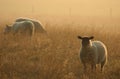 Sheep at Dawn Royalty Free Stock Photo