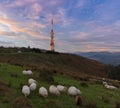 Sheep at dawn and communications antennas on Mount Jaizkibel, Euskadi Royalty Free Stock Photo