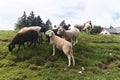 Sheep of different breeds including long eared bergamasca on a fresh green Swiss pasture