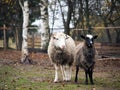 Sheep of different breeds. Romanov sheep and poll Dorset Royalty Free Stock Photo