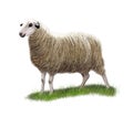 Sheep