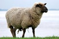 Sheep on a Royalty Free Stock Photo