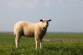 Sheep on Royalty Free Stock Photo