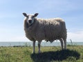 Sheep on a dike in Hinderloopen Royalty Free Stock Photo