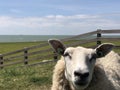 Sheep on a dike in Hinderloopen Royalty Free Stock Photo