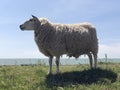 Sheep on a dike in Hinderloopen Royalty Free Stock Photo