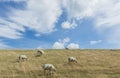 Sheep on on Texel Royalty Free Stock Photo