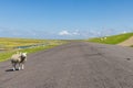 Sheep at Wadden dike in Pieterburen Royalty Free Stock Photo