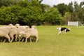 Sheep dog Royalty Free Stock Photo