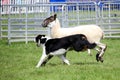 Sheep dog or Border Collie, also known as a Scottish Sheepdog, with distinctive black and white coat, running alongside a black fa Royalty Free Stock Photo