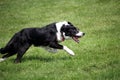 Sheep dog or Border Collie, also known as a Scottish Sheepdog,with distinctive black and white coat, running over grass at speed w Royalty Free Stock Photo