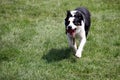 Sheep dog or Border Collie, also known as a Scottish Sheepdog,with distinctive black and white coat, running over grass towards th Royalty Free Stock Photo