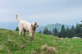 Sheep dog guard herd in Polish mountains Royalty Free Stock Photo