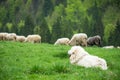 Sheep dog guard herd in Polish mountains Royalty Free Stock Photo