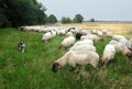 Sheep dog herding demonstration Royalty Free Stock Photo
